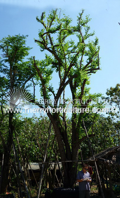 Bauhinia bassacensis (5 m)